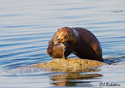 Lutra Canadensis